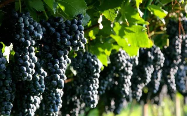 人人天干天干啦夜天干天天爽:最新品种葡萄,最新品种葡萄，人人天干夜爽天天爽的魅力探索