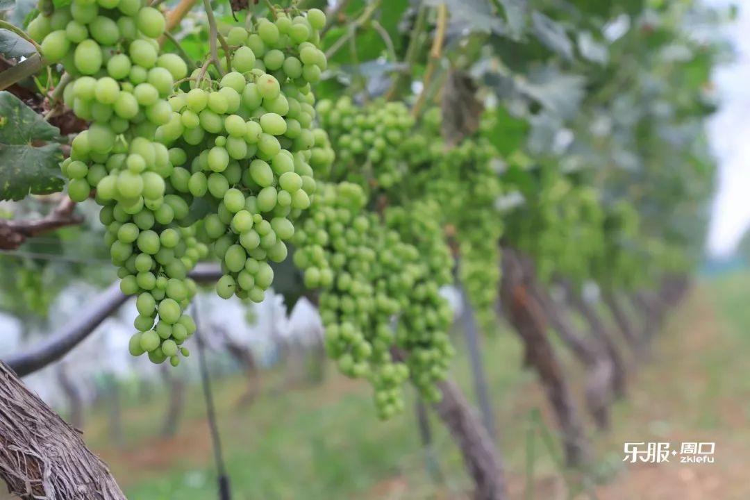 人人天干天干啦夜天干天天爽:最新品种葡萄,最新品种葡萄，人人天干夜爽天天爽的魅力探索
