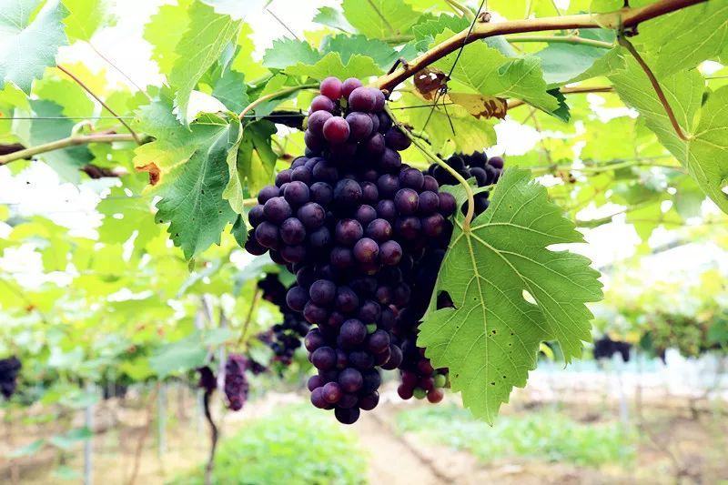 人人天干天干啦夜天干天天爽:最新品种葡萄,最新品种葡萄，人人天干夜爽天天爽的魅力探索