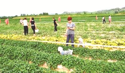 无码综合天天久久综合网:湖南西瓜价格最新行情,湖南西瓜价格最新行情，无码综合天天久久综合网的市场观察