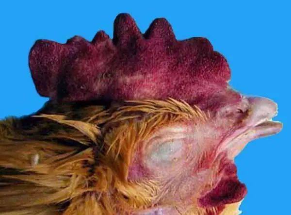 欧美人与禽zozo性伦交:妾本惊华最新章节,欧美人与禽类性伦交，妾本惊华的最新探索与反思