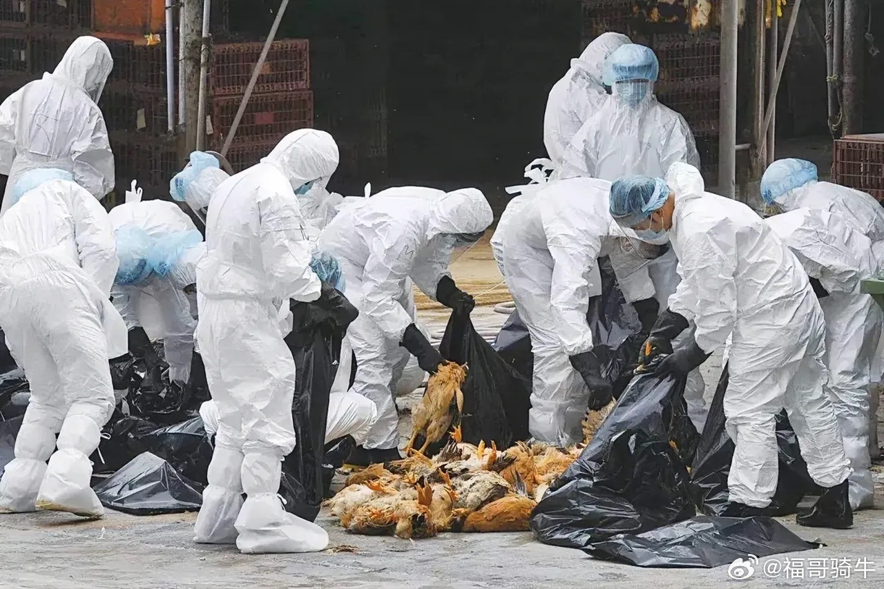 欧美精品V欧洲精品:安徽禽流感最新消息,欧美精品与欧洲精品，安徽禽流感最新消息探讨