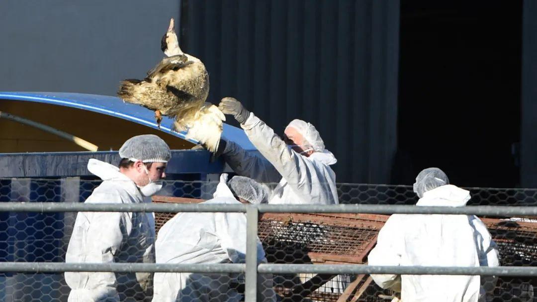 欧美精品V欧洲精品:安徽禽流感最新消息,欧美精品与欧洲精品,安徽禽流感最新消息探讨 欧美精品V欧洲精品:安徽禽流感最新消息,欧美精品与欧洲精品,安徽禽流感最新消息探讨