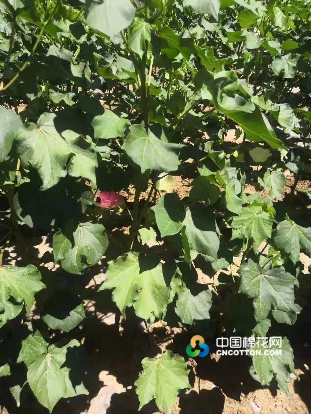 性高朝久久久久久久齐齐:山东棉花价格最新行情,山东棉花价格最新行情，高潮持久的行业走势分析