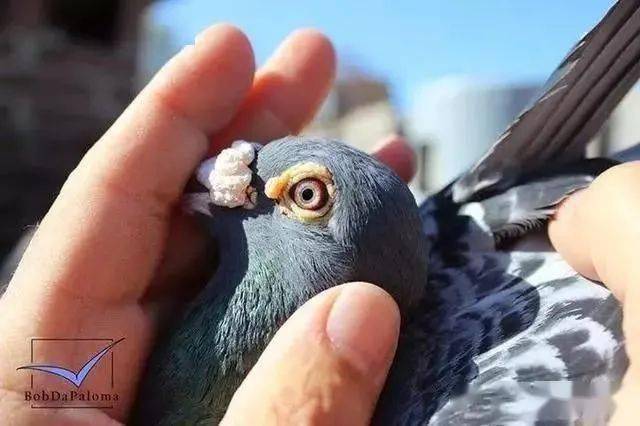 国产精品SM捆绑调教视频:万喜赛鸽公棚最新公告,国产精品SM捆绑调教视频与万喜赛鸽公棚的最新公告