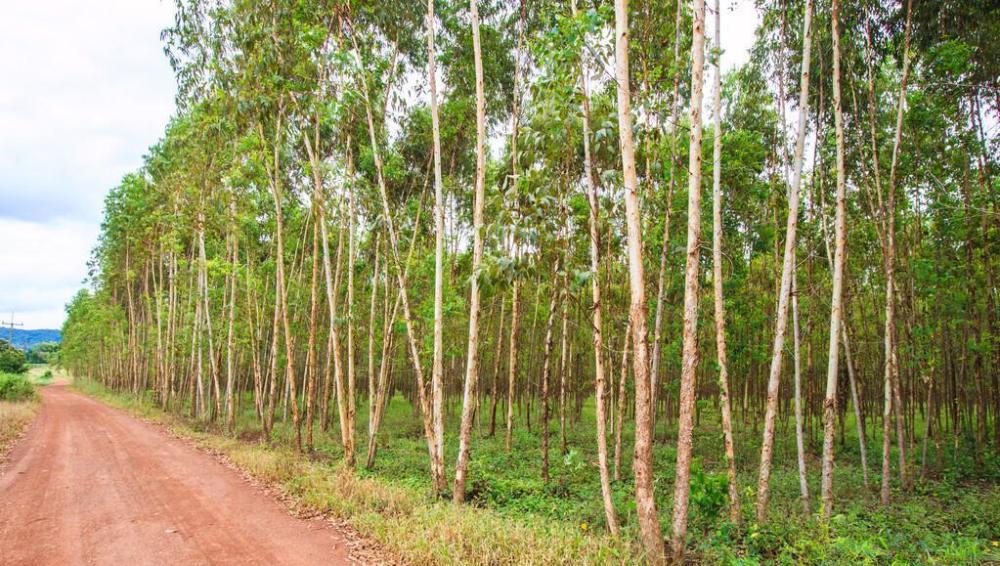 九九久久精品国产:桉树价格最新,九九久久精品国产，最新桉树价格分析