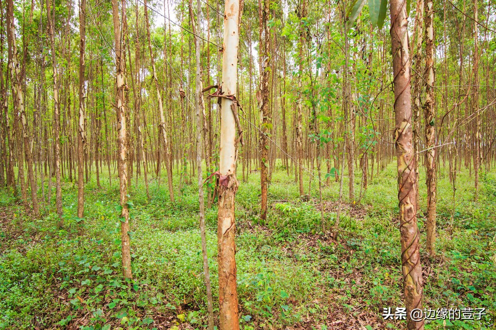 九九久久精品国产:桉树价格最新,九九久久精品国产,最新桉树价格分析 九九久久精品国产:桉树价格最新,九九久久精品国产,最新桉树价格分析