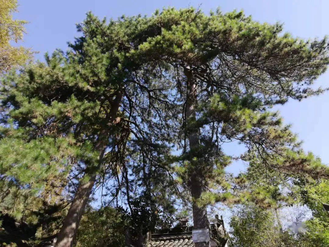 国产精品欧美久久久久无广告:葡桃最新,探索国产精品与欧美的交融,久久无广告的葡桃最新魅力 国产精品欧美久久久久无广告:葡桃最新,探索国产精品与欧美的交融,久久无广告的葡桃最新魅力