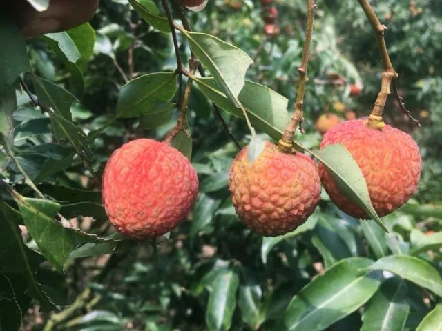 国产成人精品日本亚洲77上位:荔枝最新价格,国产成人精品与亚洲文化交融，日本亚洲77上位与荔枝最新价格探讨