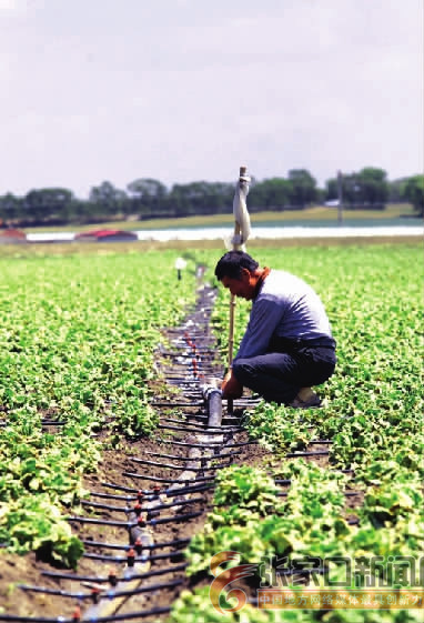 国产农村一国产农村无码毛片:豇豆最新价格,国产农村风情与豇豆最新价格，走进真实的乡村生活