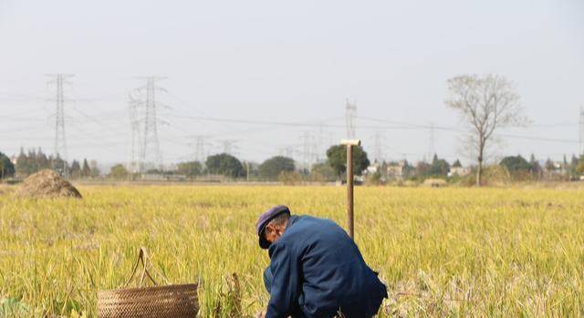 国产农村一国产农村无码毛片:豇豆最新价格,国产农村风情与豇豆最新价格，走进真实的乡村生活