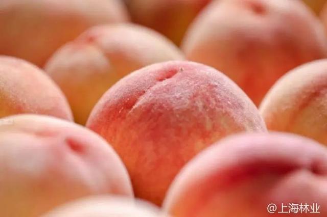 久久精品水蜜桃AV综合天堂:最新印尼新闻,久久精品水蜜桃AV综合天堂，最新印尼新闻深度解析