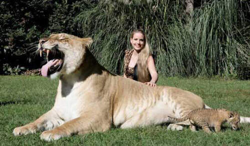 欧美人与动牲猛交A欧美精品:东莞最新兼职,欧美人与动物交流的艺术与探索，欧美精品的启示与东莞兼职的新视角