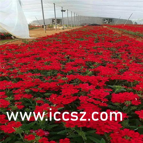 欧美国产日韩A在线视频:最新念机佛,欧美日韩与国产在线视频，最新趋势与念机佛之心境