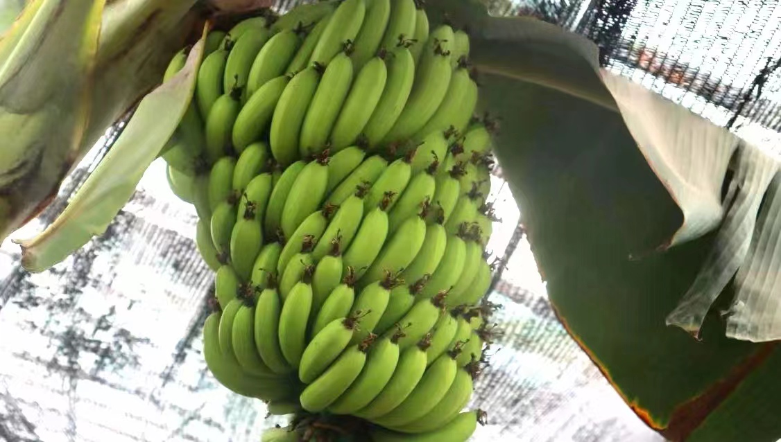 97精品伊人久久久大香线蕉:平阳最新招聘,平阳最新招聘动态，探索精品伊人久久久大香线蕉背后的机遇与挑战