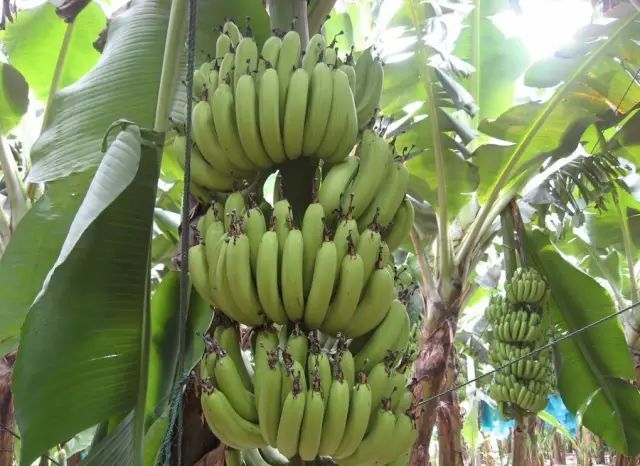 97精品伊人久久久大香线蕉:平阳最新招聘,平阳最新招聘动态，探索精品伊人久久久大香线蕉背后的机遇与挑战