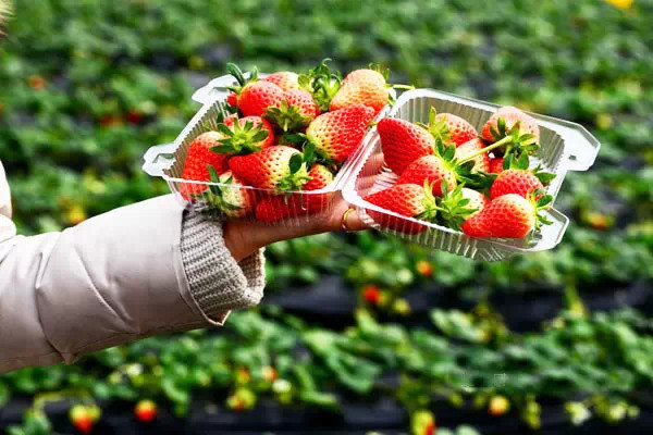 欧美成人www在线观看:草莓苗最新价格,欧美成人WWW在线观看与草莓苗最新价格探讨