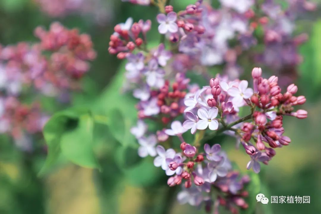 激情婷婷七月丁香综合:最新播仕直播,激情婷婷，七月丁香盛开之时，最新播仕直播的魅力展现