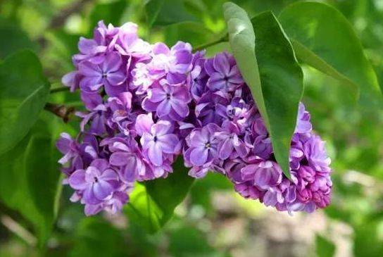 激情婷婷七月丁香综合:最新播仕直播,激情婷婷，七月丁香盛开之时，最新播仕直播的魅力展现