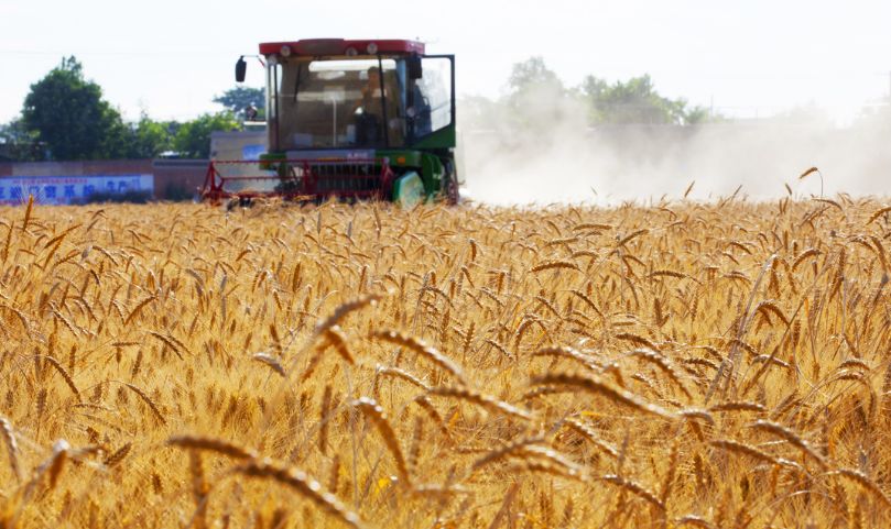 国内老熟妇乱子伦视频:邯郸小麦价格最新行情,国内老熟妇乱子伦视频与邯郸小麦价格最新行情