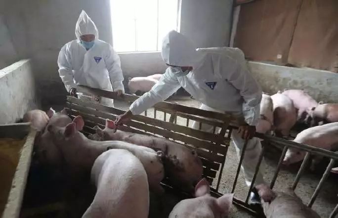 成 人 黄 色 网 站 在线播放视频:非洲猪瘟最新疫情通报,非洲猪瘟最新疫情通报与在线视频资讯 成 人 黄 色 网 站 在线播放视频:非洲猪瘟最新疫情通报,非洲猪瘟最新疫情通报与在线视频资讯