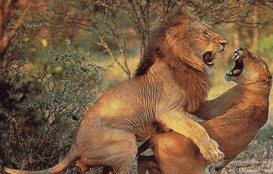 欧美人与动牲交a免费观看:heyhey下载最新版,欧美人与动物交配的奇妙世界，免费观看与最新资源下载探索