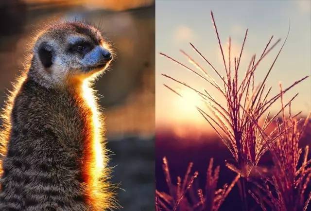 欧美人与动牲交a免费观看:heyhey下载最新版,欧美人与动物交配的奇妙世界，免费观看与最新资源下载探索