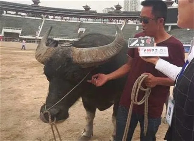 午夜理论片福利在线观看:云南最新黄牛斗牛视频,午夜理论片福利与云南斗牛盛事,在线观看的新体验 午夜理论片福利在线观看:云南最新黄牛斗牛视频,午夜理论片福利与云南斗牛盛事,在线观看的新体验