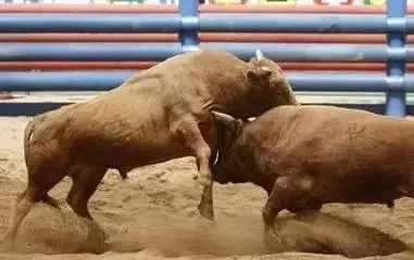 午夜理论片福利在线观看:云南最新黄牛斗牛视频,午夜理论片福利与云南斗牛盛事,在线观看的新体验 午夜理论片福利在线观看:云南最新黄牛斗牛视频,午夜理论片福利与云南斗牛盛事,在线观看的新体验