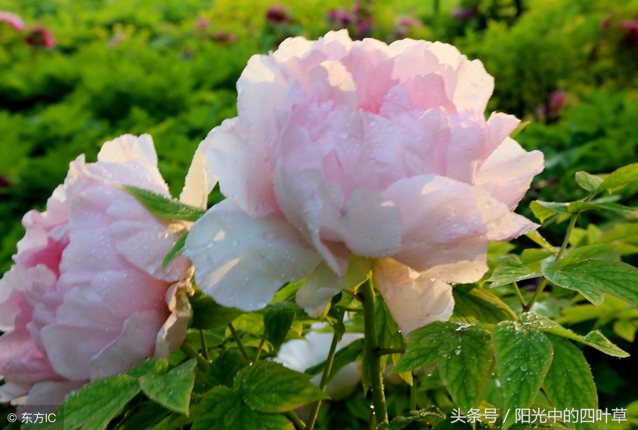 一本大道久久a久久综合:排3预测最准最新,一本大道久久a久久综合，精准排3预测最新分析