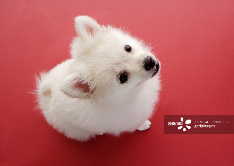 欧洲精品色在线观看:最新宠物小精灵,欧洲精品色在线观看，最新宠物小精灵的魅力与奇幻世界