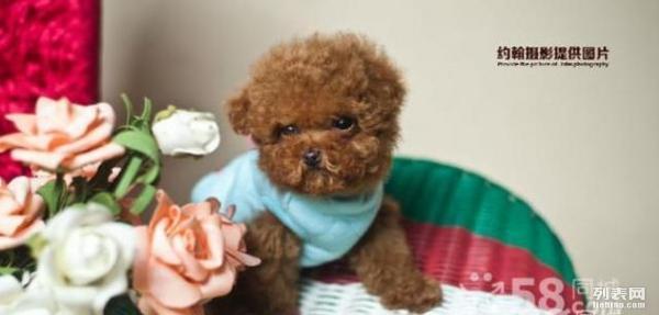 欧洲精品色在线观看:最新宠物小精灵,欧洲精品色在线观看,最新宠物小精灵的魅力与奇幻世界 欧洲精品色在线观看:最新宠物小精灵,欧洲精品色在线观看,最新宠物小精灵的魅力与奇幻世界