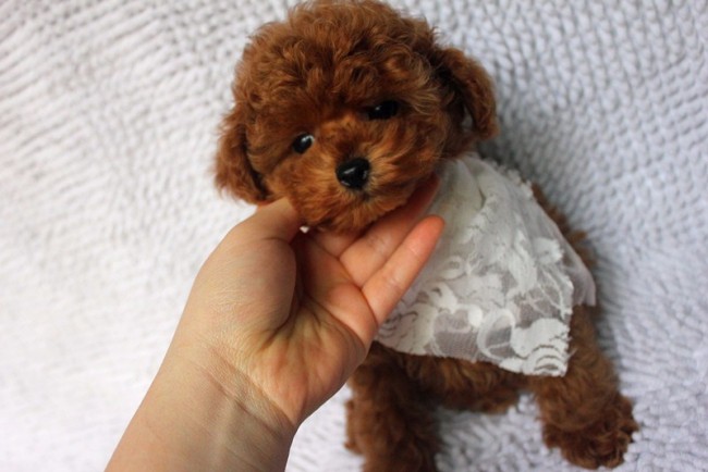 欧洲精品色在线观看:最新宠物小精灵,欧洲精品色在线观看,最新宠物小精灵的魅力与奇幻世界 欧洲精品色在线观看:最新宠物小精灵,欧洲精品色在线观看,最新宠物小精灵的魅力与奇幻世界