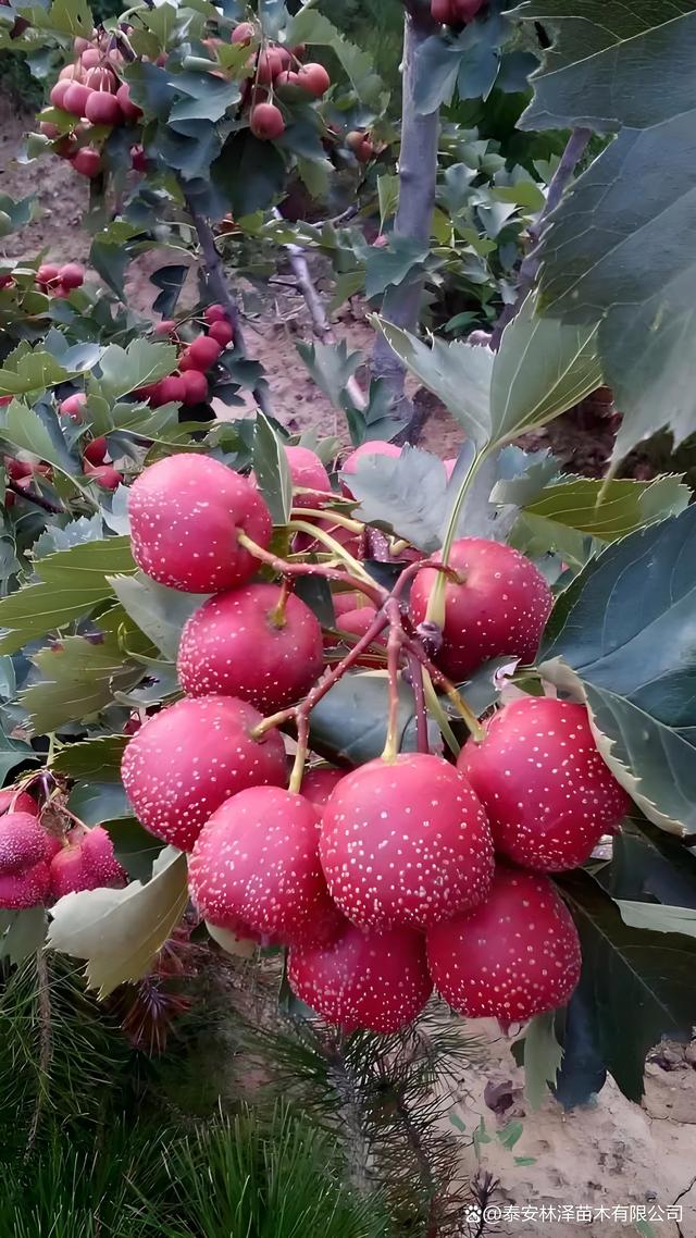 99久久99久久免费精品小说:大五棱山楂最新价格,大五棱山楂最新价格与免费精品小说探索，99久久之旅