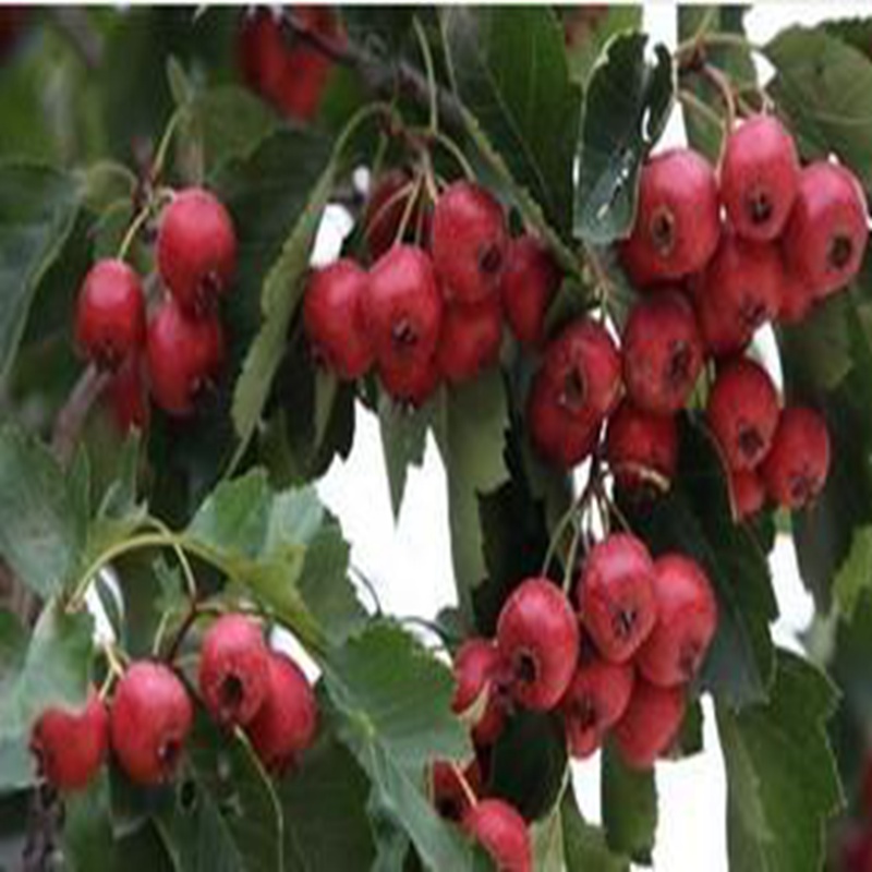 99久久99久久免费精品小说:大五棱山楂最新价格,大五棱山楂最新价格与免费精品小说探索，99久久之旅