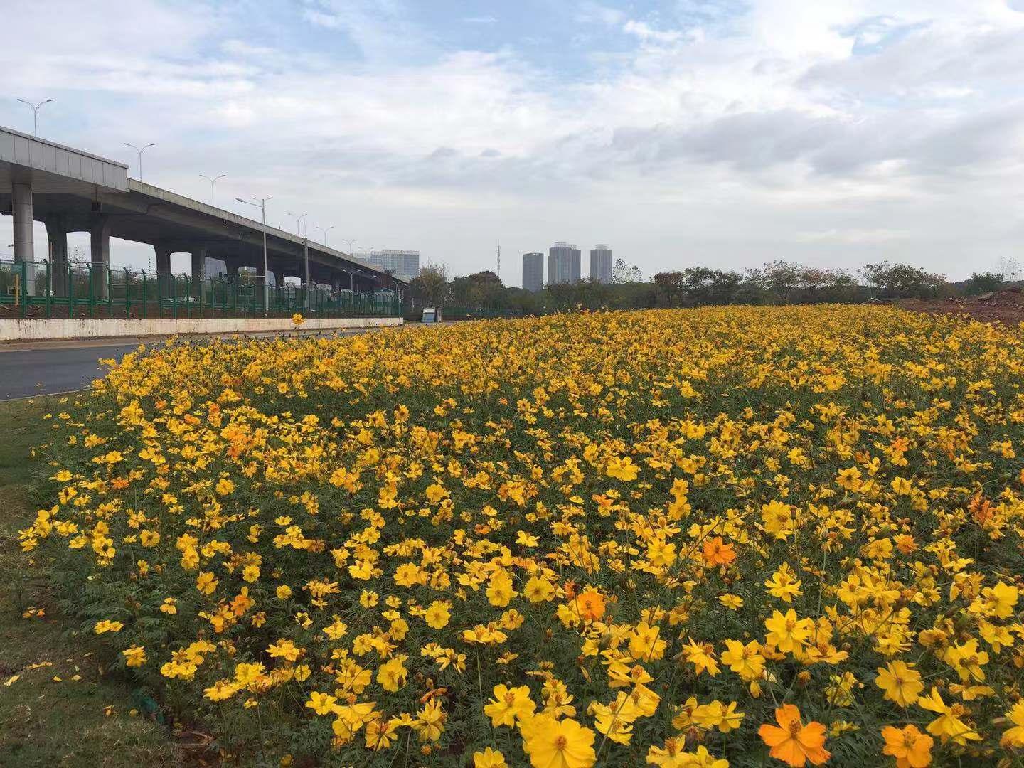 野花社区www在线观看:西安最新招聘管吃住,野花社区www在线观看,西安最新招聘管吃住——探寻社区魅力与职业发展新机遇 野花社区www在线观看:西安最新招聘管吃住,野花社区www在线观看,西安最新招聘管吃住——探寻社区魅力与职业发展新机遇