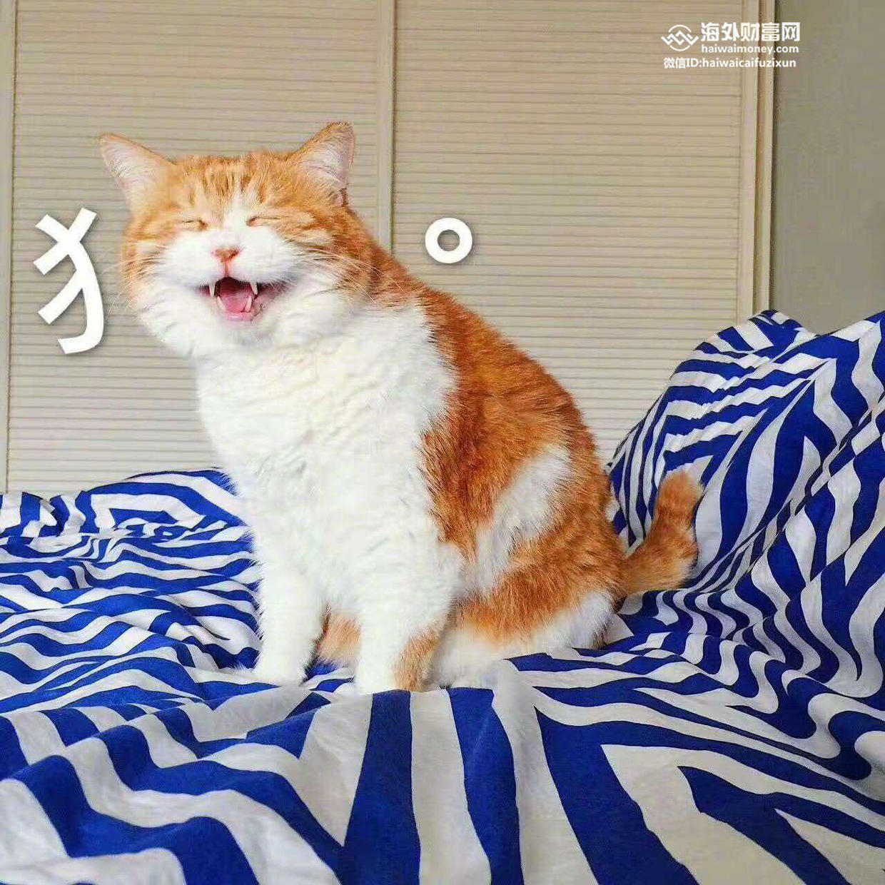 猫咪免费人成网站在线观看:农民最新创业好项目,农民创业新篇章，探索与猫咪相关的创业机遇与在线娱乐平台的革新