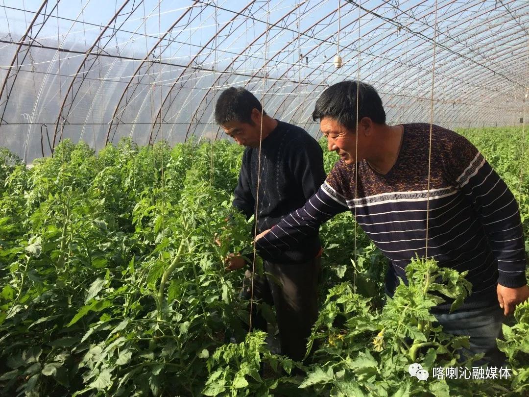 日日拍夜夜嗷嗷叫|日日摸:赤峰玉米价格最新行情,关于赤峰玉米价格最新行情的研究报告