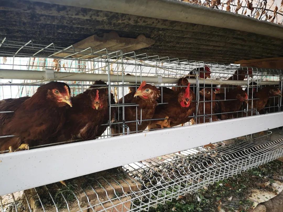 美女视频黄是免费:养鸡最新视频,美女视频与养鸡最新动态，免费观看的时尚与农业结合之美