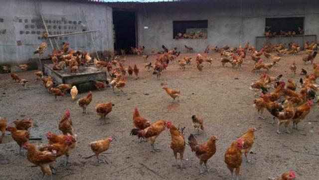 美女视频黄是免费:养鸡最新视频,美女视频与养鸡最新动态，免费观看的时尚与农业结合之美