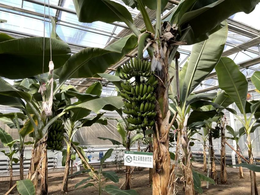 精品国产免费一区二区三区香蕉:最新直播社区,精品国产免费一区二区三区香蕉，最新直播社区的探索与体验