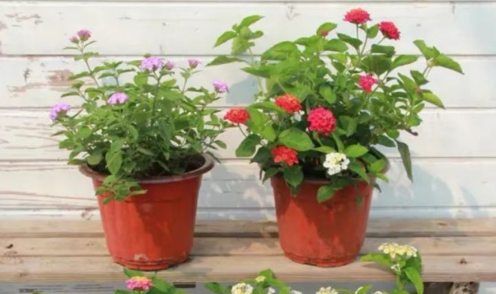 欧美日韩在线视频:成都最新商场,欧美日韩在线视频与成都最新商场的交融