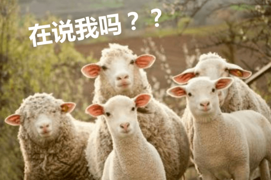 免费大黄网站:最新复活牧,免费大黄网站，最新复活牧的探讨