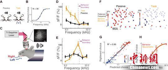 国内九一激情白浆发布:最新脑科学,国内九一激情白浆发布，最新脑科学研究进展与突破