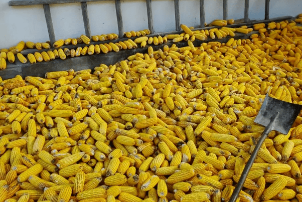 一个本道久久综合久久88:晋中玉米最新价格,关于晋中玉米最新价格，一个本道久久综合久久88的视角