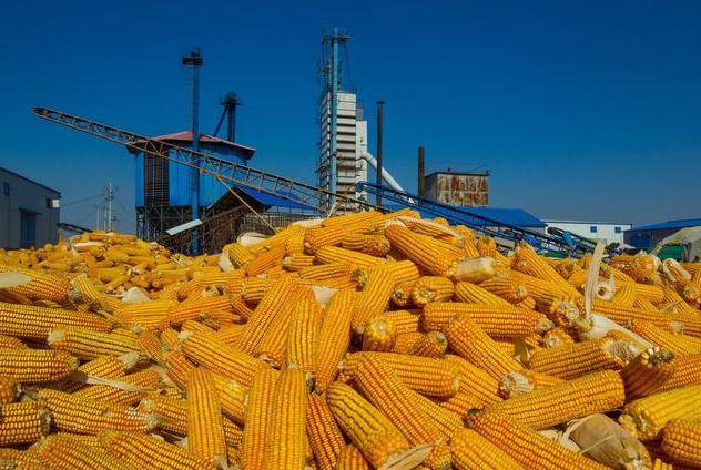 一个本道久久综合久久88:晋中玉米最新价格,关于晋中玉米最新价格，一个本道久久综合久久88的视角