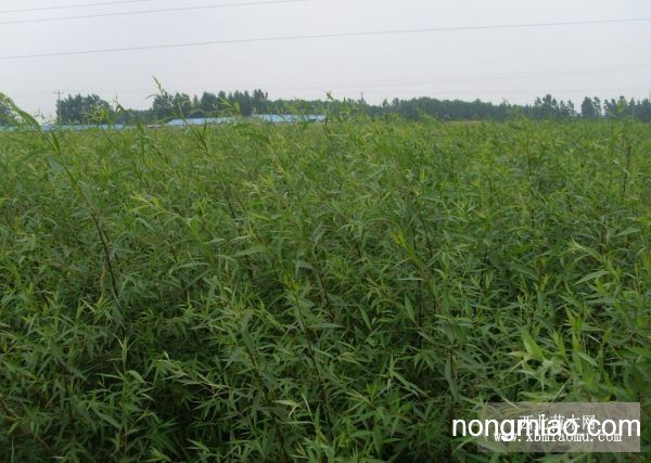 色 亚洲 日韩 国产 综合:竹柳最新报价,竹柳最新报价与亚洲市场综合观察