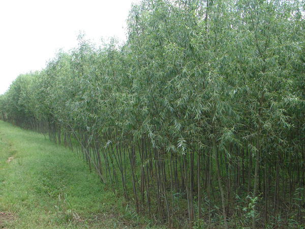 色 亚洲 日韩 国产 综合:竹柳最新报价,竹柳最新报价与亚洲市场综合观察