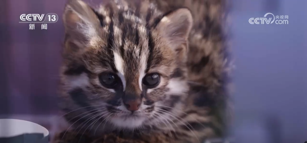 少妇被躁爽到高潮无码人狍大战:祁县会谱最新,探索祁县会谱新篇章，激情人狍大战与少妇的真实体验