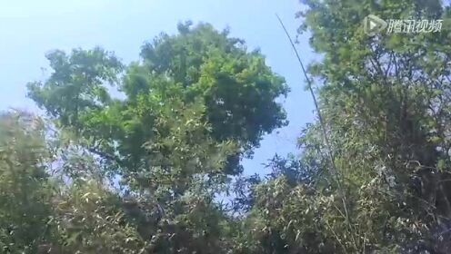 高潮喷水的毛片:椿树镇最新动态,椿树镇最新动态，探索高潮喷水的毛片与自然美景的融合